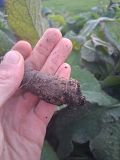 1x Large Premium Bocking 14 Comfrey Root Cutting Organic