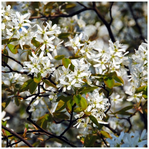 Snowy mespilus 2ft - mespilus, 1-2ft