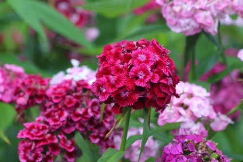Sweet william dianthus flower - william,