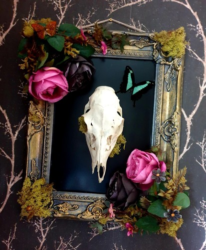 Real doe deer skull - doe, picture
