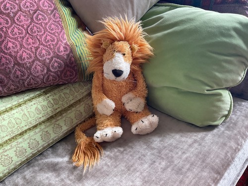 Lion jelly cat - lion,