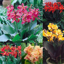 Canna collection - 8, –