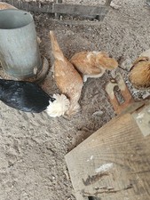 🐣 10 Polish Chicken