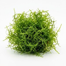 Java Moss Taxiphyllum Barbieri