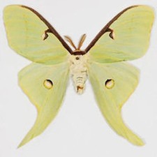 🦋 American Moon Moth –