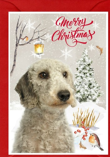 Bedlington terrier dog 4 - bedlington,
