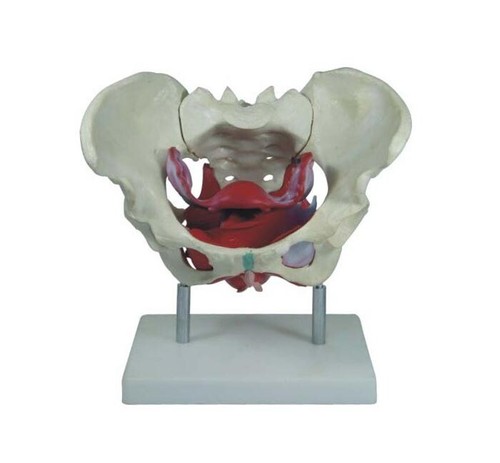 Model anatomy professional - model,