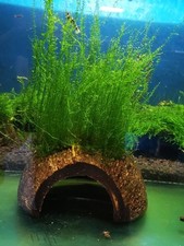 LOVELY LIVE AQUARIUM STRINGY JAVA MOSS LIVE AQUARIUM FISH TANK DECOR ON WOOD