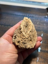 Large Ankylosaur Spike Scute