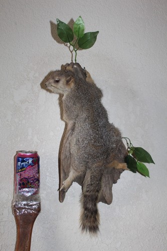 Taxidermy squirrel chipmunk - taxidermy,