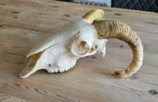 fantasic Sheep Skull taxidermy