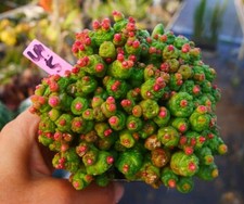 Rare Cacti Mammillaria