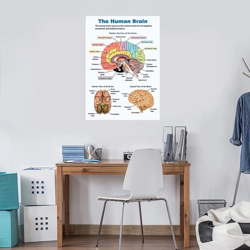 Human brain structure - uk,