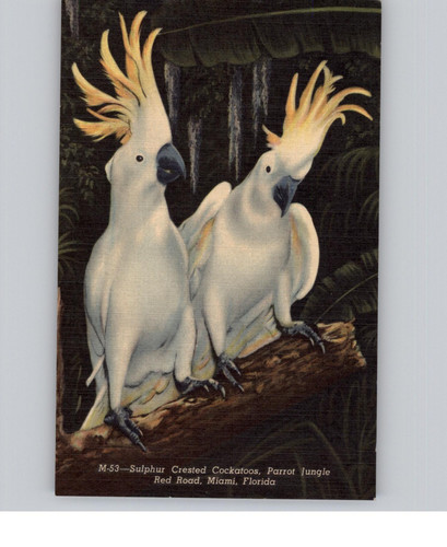 Sulphur crested cockatoos - sulphur,