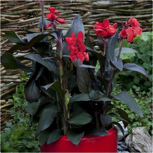 Canna lily cannova - lily, 'bronze