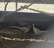 4 Abyssian Blue Ringneck