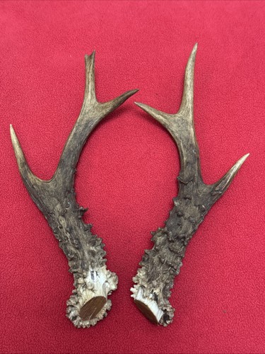 Pair roe deer antlers 175g - pair,