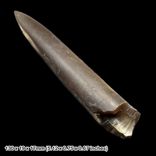 Inch belemnite fossil - 5,