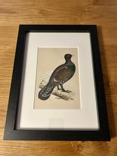 Rev F.O.Morris - Framed &