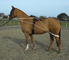 Rhinegold Training System