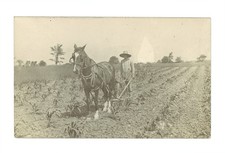 Horse-drawn cultivator a man
