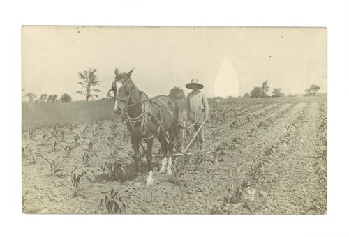 Horse drawn cultivator - horse-drawn,