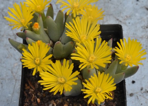Conophytum bilobum 1558 - cr,