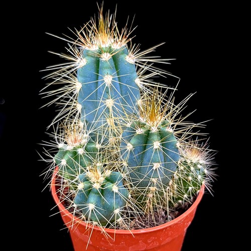 Blue cactus plant torch - plant,