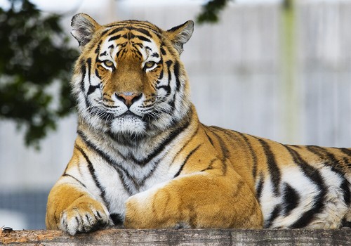 Tiger head and - , canvas