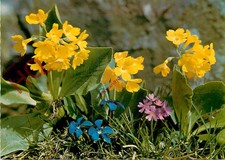 Picture Postcard:;Flowers, Felsenaurikel (Primula Auricula)