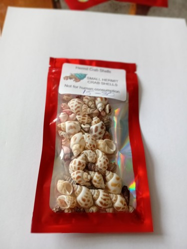 Hermit crab shells - 2, lots