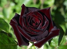 PRE ORDER -BLACK BACCARA - Fragrant Black/ Red Hybrid Tea Rose - Bareroot