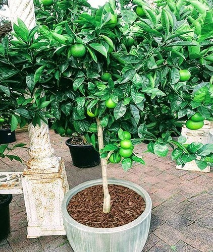 Key lime tree - lime, citrus