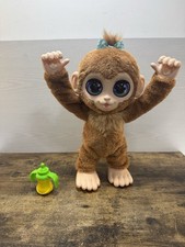 Peanut The Playful Monkey