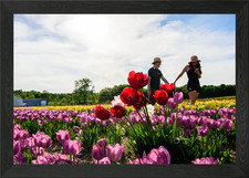 Love in Happy Tulip Field