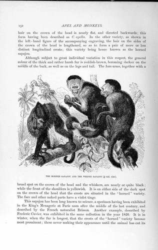 Old antique print - print, natural
