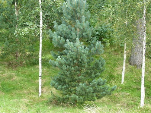 Pinus sylvestris scots - pinus,