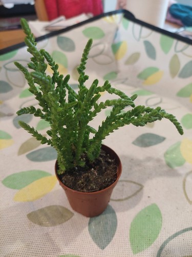 Succulent crassula muscosa - crassula,