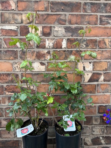 Climbing rosa rose cleopatra - climbing,