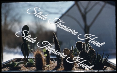 Cactus garden 35mm slide 1960s - 35mm,