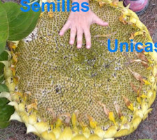 GIANT SUNFLOWER 30 SEEDS Edible PIPE GIANT SUNFLOWER