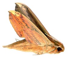 LEPIDOPTERA, SPHINGIDAE