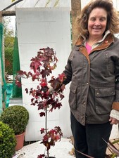 Liquidamber sweet gum - x,