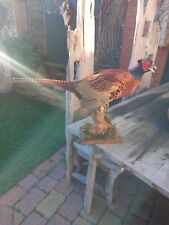 Taxidermy Male Ring Neck Pheasent phasianus colchicus 