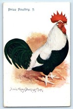 POSTCARD SILVER GREY DORKING