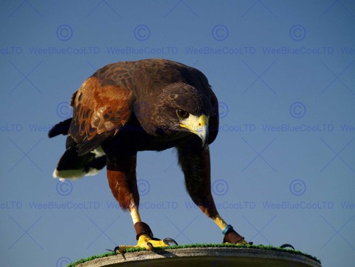 Eagle bird prey - eagle,