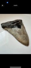 Nice Megalodon Shark Tooth -