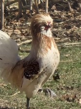 Fertile polish mix hatching - 12,