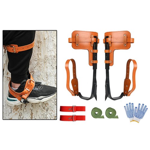 Tree climbing - tree,