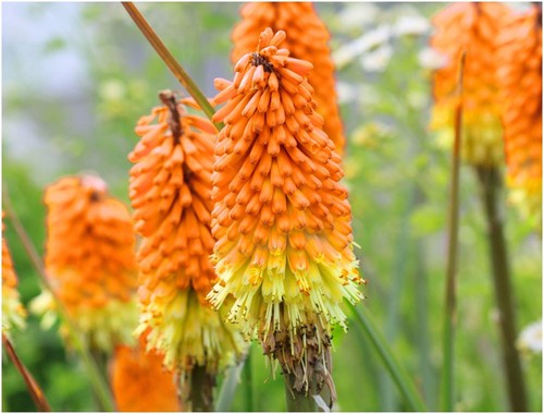 Torch lily garden roots - lily,